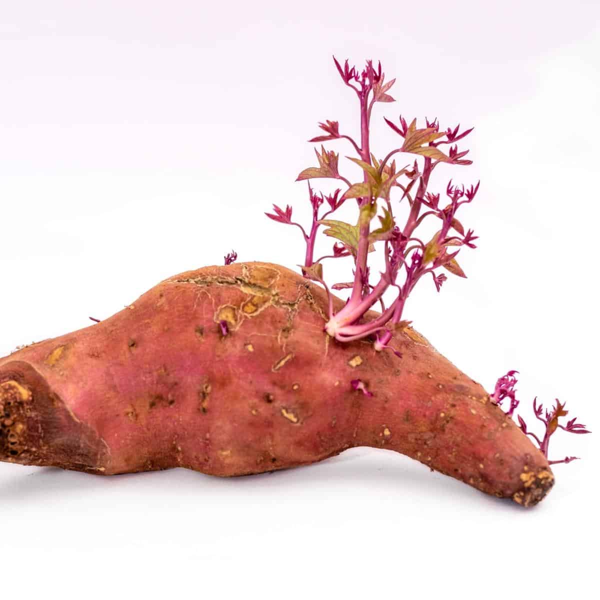 a sprouted sweet potato.