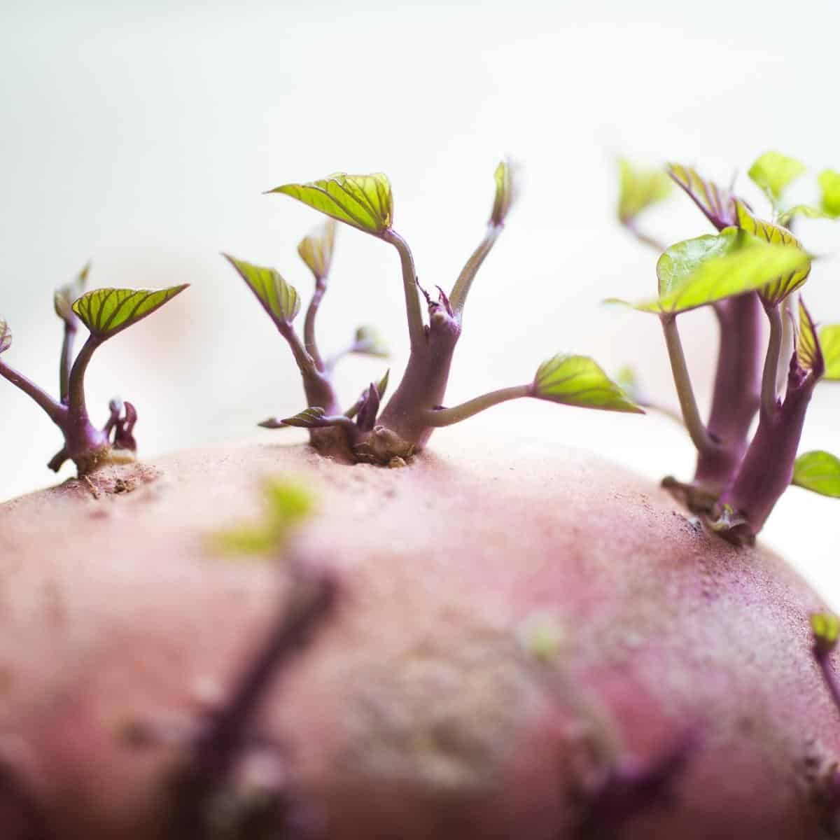 close up shot of sweet potato sprouts.