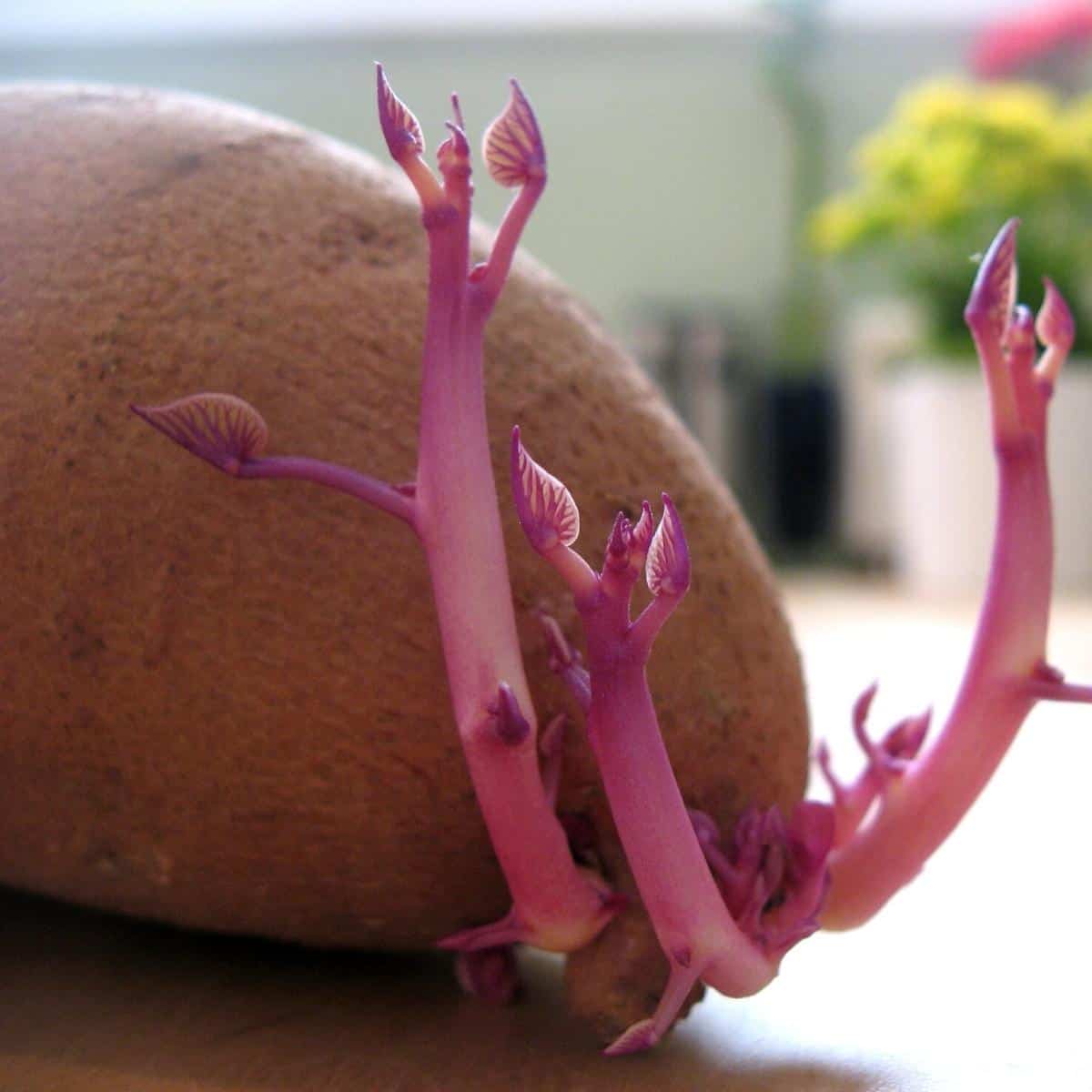 purple sprouts emerging from a sweet potato.