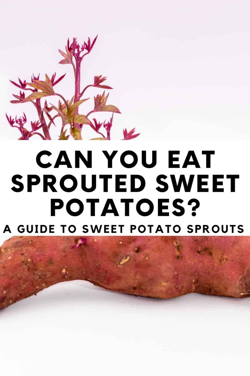 Can You Eat Sprouted Sweet Potatoes?