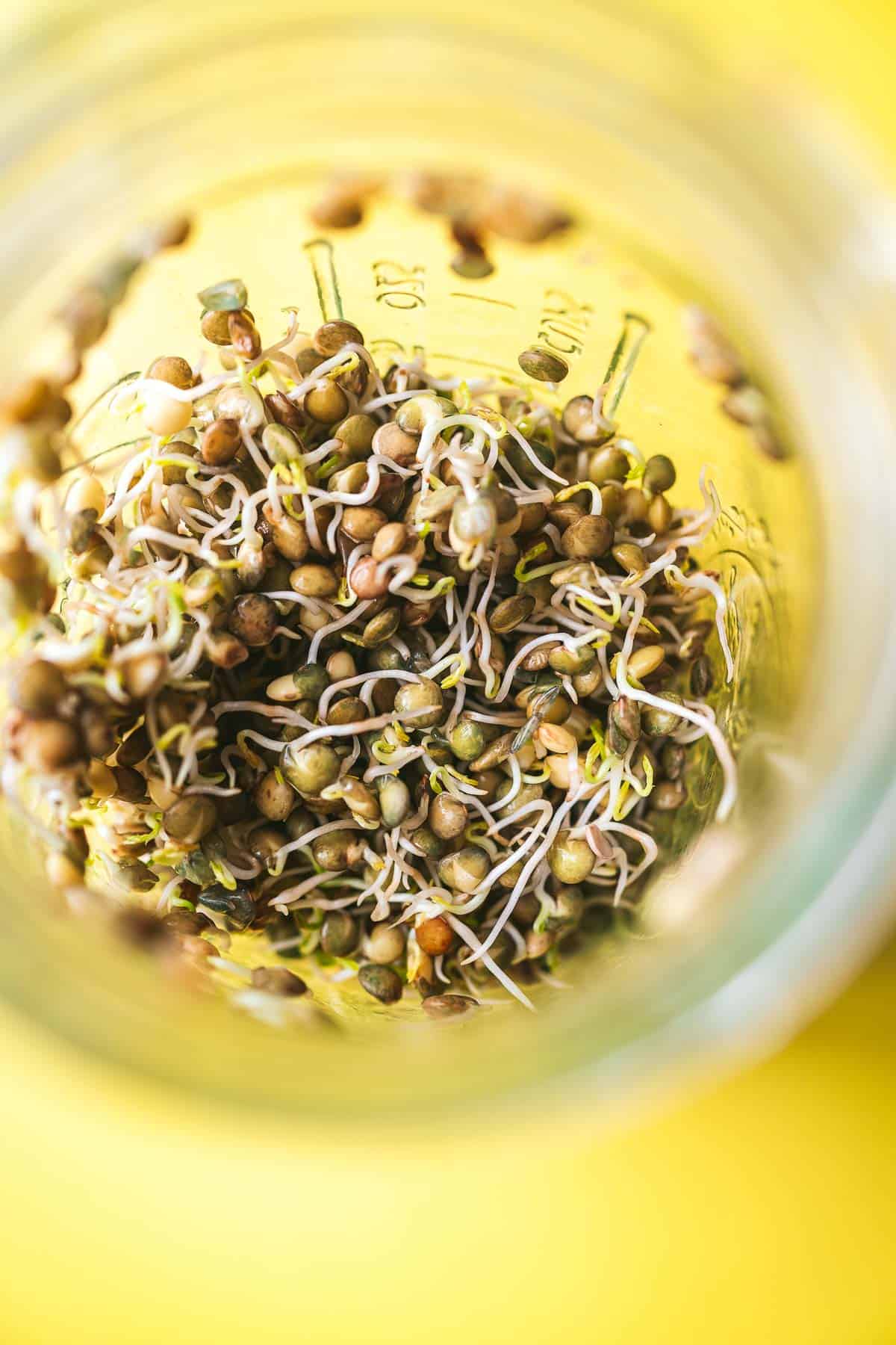 A close shot of sprouted lentils in a large glass jar.