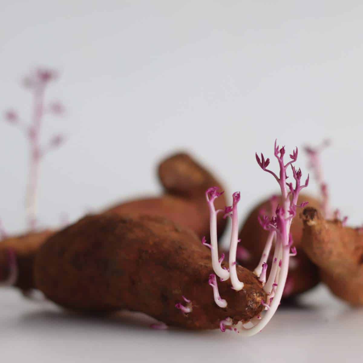 Sweet potatoes with purple sprouts on a white surface.
