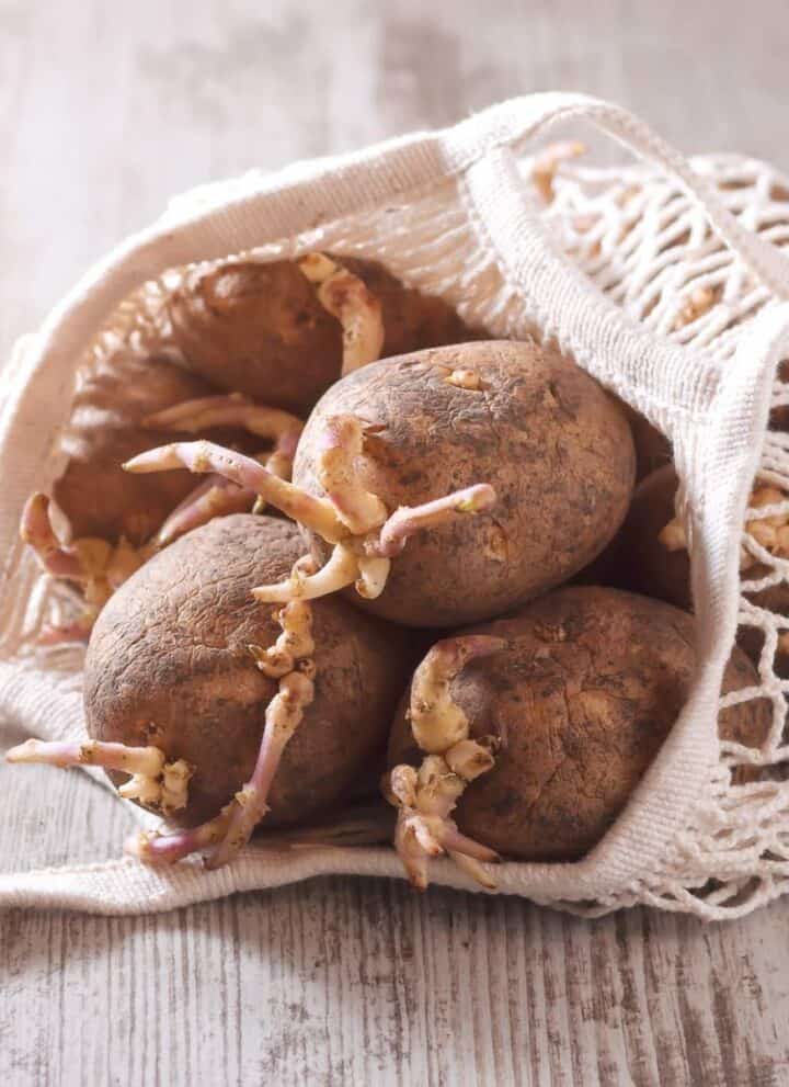 Sprouted potatoes in a net bag on a wooden table.