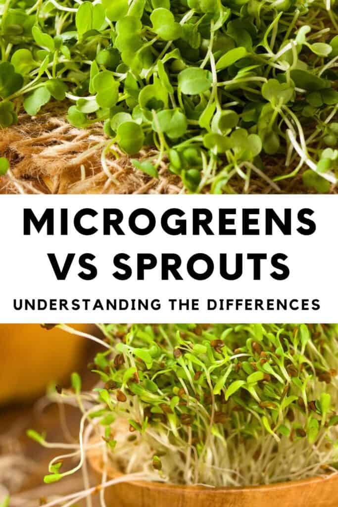 Microgreens vs Sprouts: Understanding the Differences