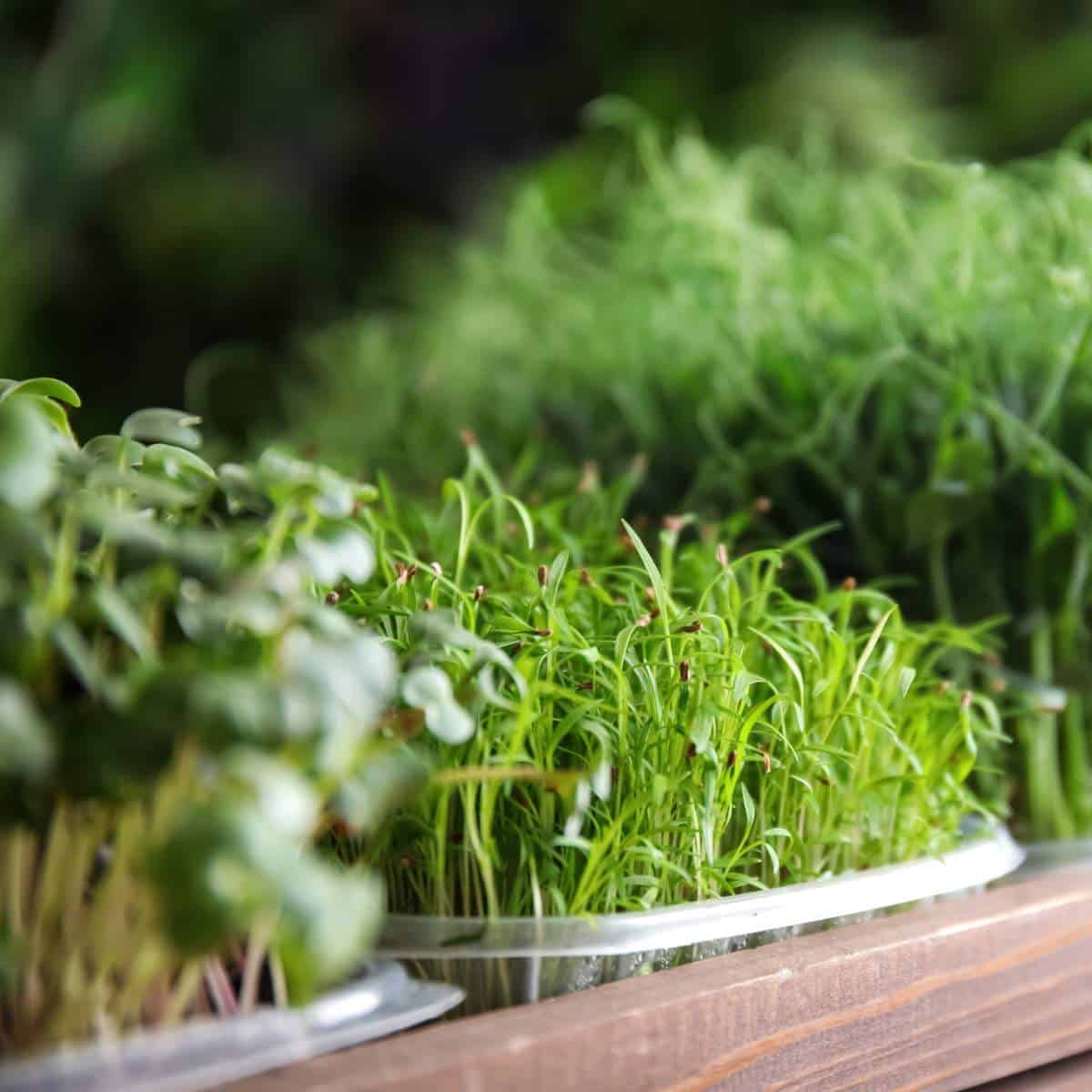 Small pots of microgreens on a wooden table.