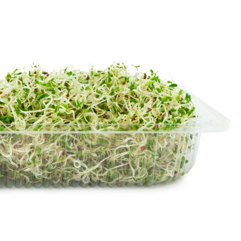 Can guinea pigs eat alfalfa sprouts sale