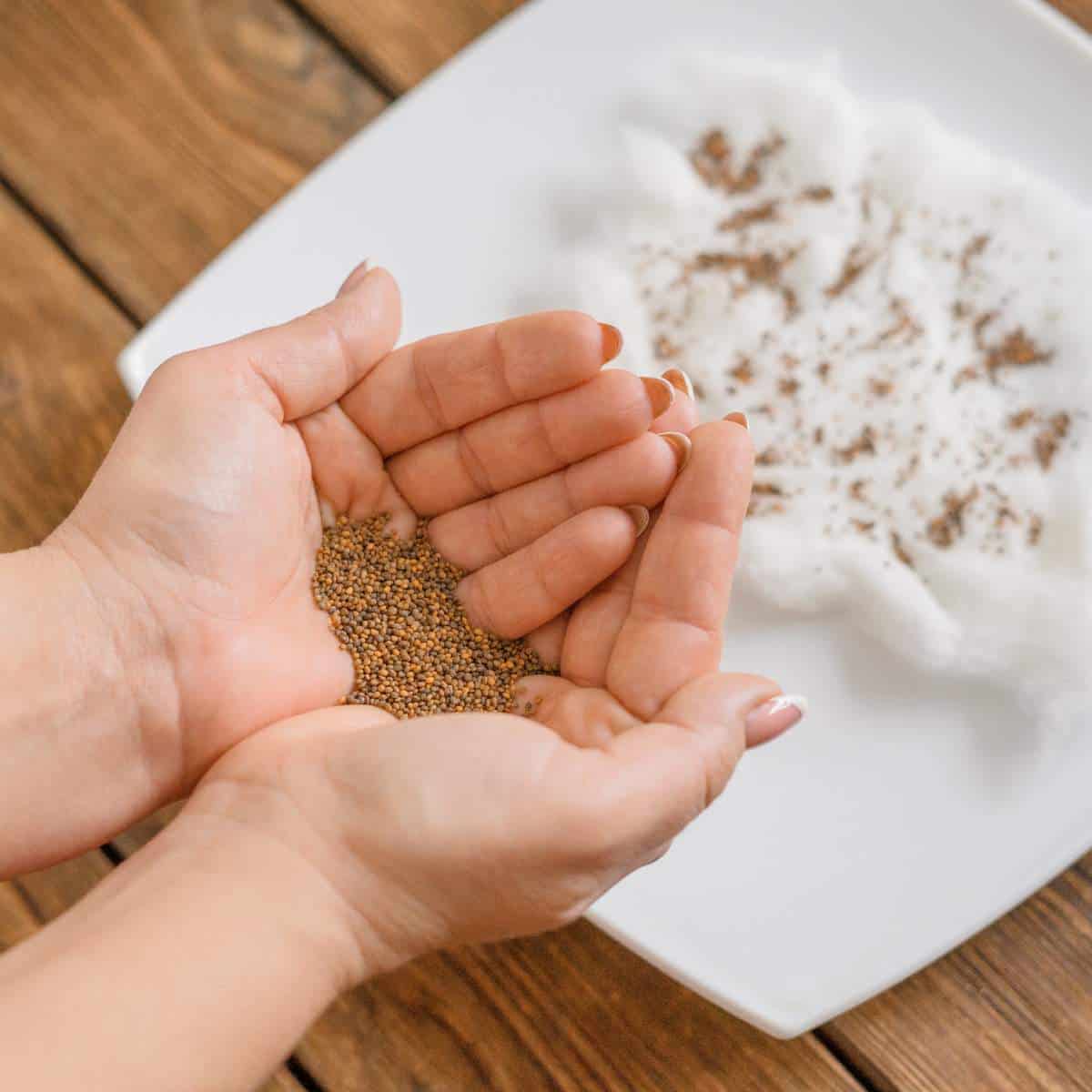 A person's hands holding a bowl of fennel seeds, with arugula sprouting.