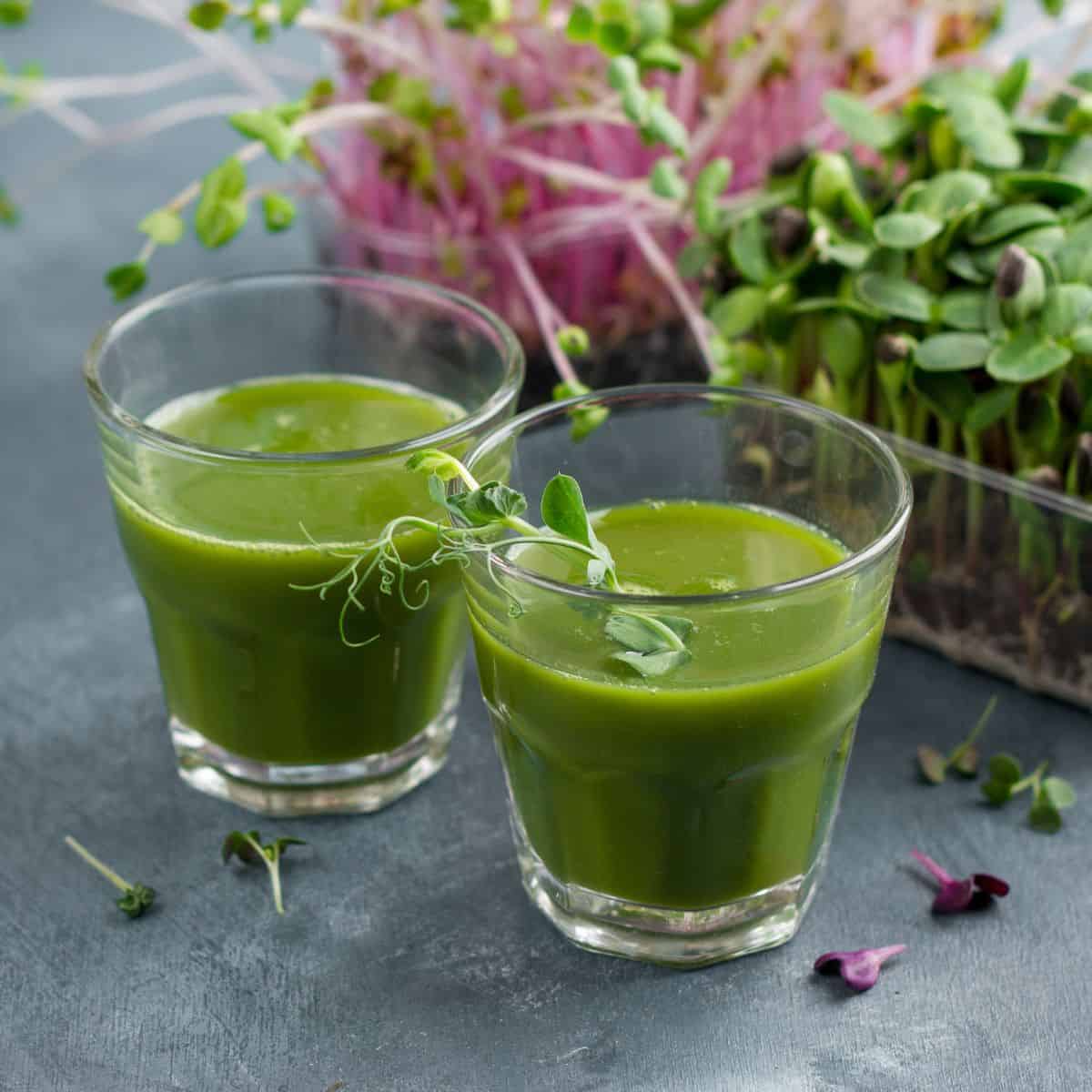 Two glasses of green juice with sprouts in the background.