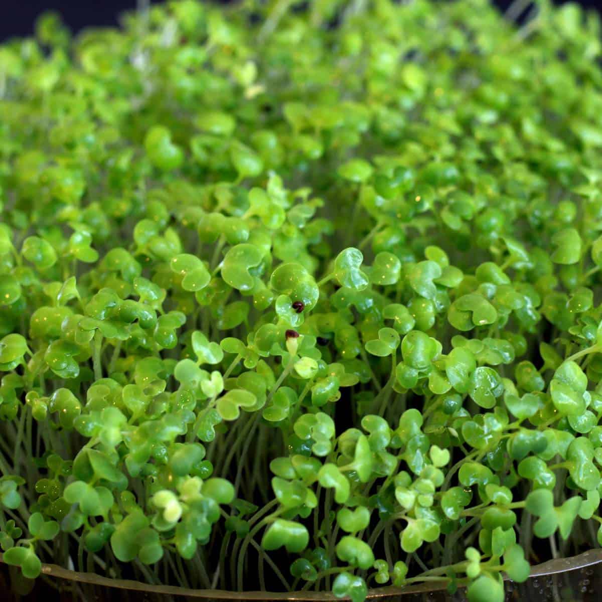 A close up of spicy microgreens in a bowl.