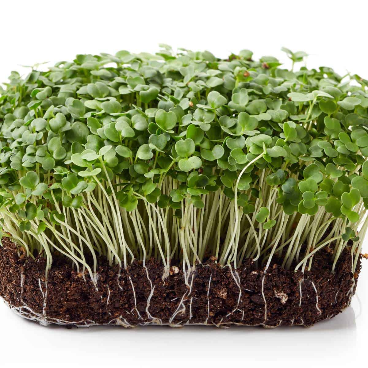 Arugula sprouting in a pot on a white background.