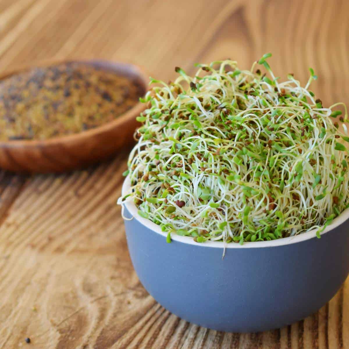 How to Store Alfalfa Sprouts Safety Storage Tips