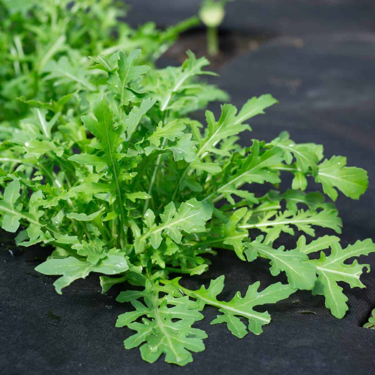 Arugula sprouting on a black mat in a garden.