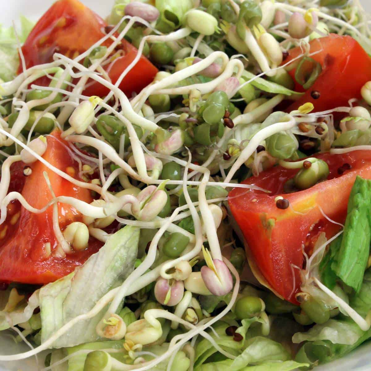 A close up of a salad with sprouts, including soybean sprouts.