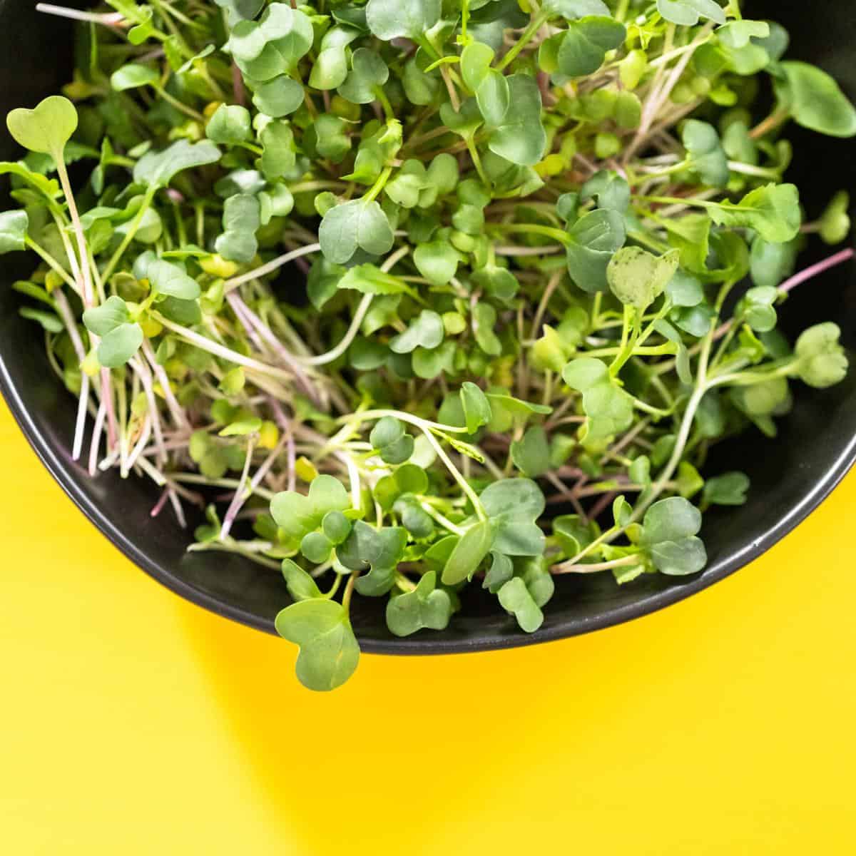 Microgreens in a bowl on a yellow background.