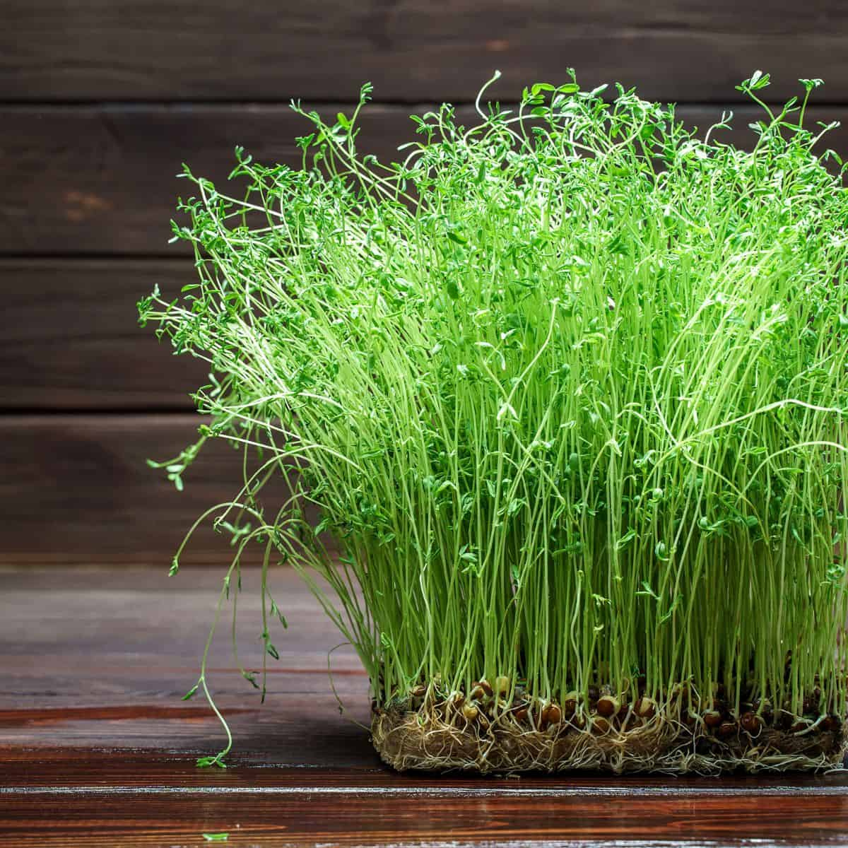 A pot of the best green sprouts on a wooden table.