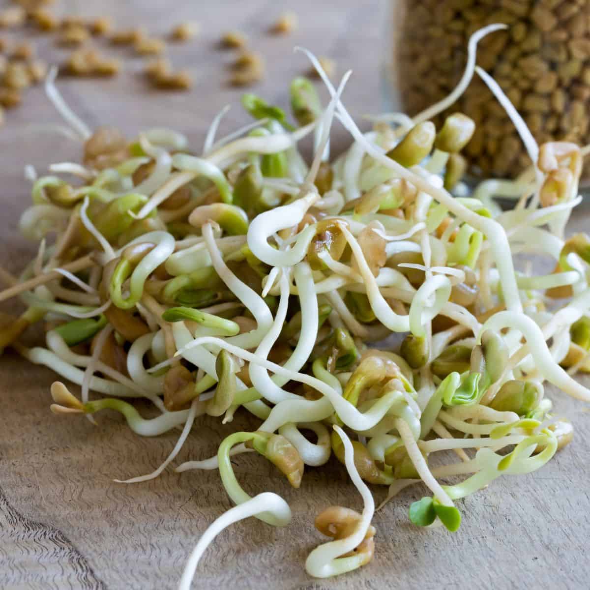 The best sprouts to grow, a pile of sprouted fava beans on a wooden table.