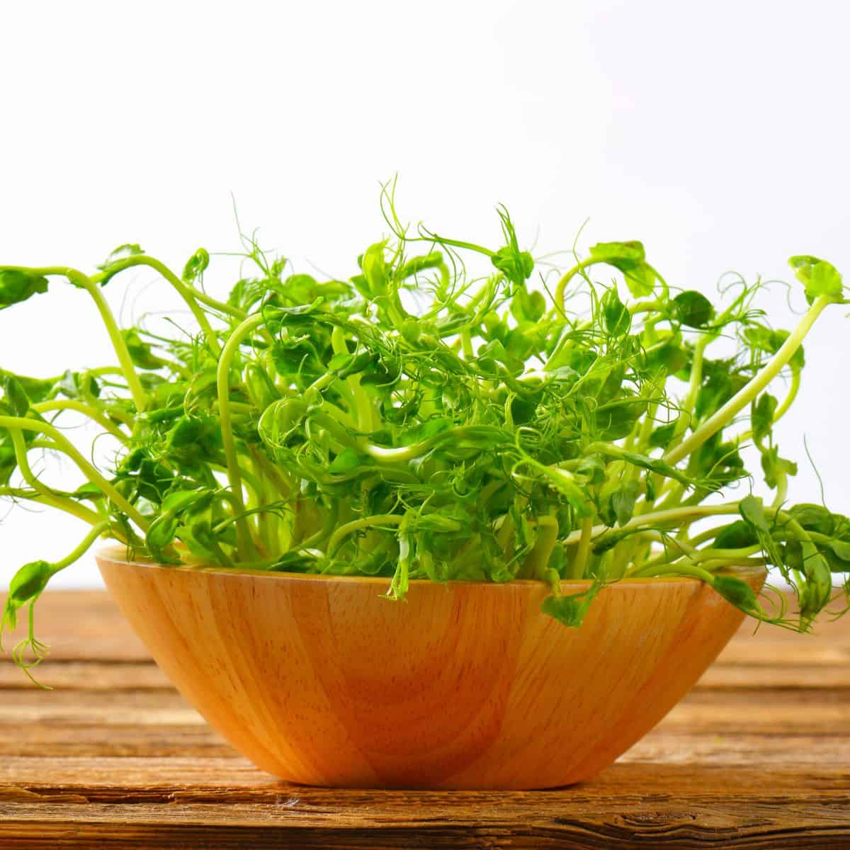 The best sprouts to eat raw, a vibrant bowl of greens showcased in a rustic wooden bowl on a natural wooden table.