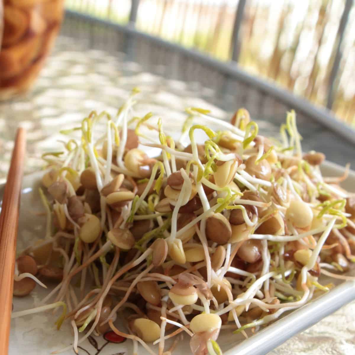 The best plate of sprouts to eat raw, complete with chopsticks, on a table.