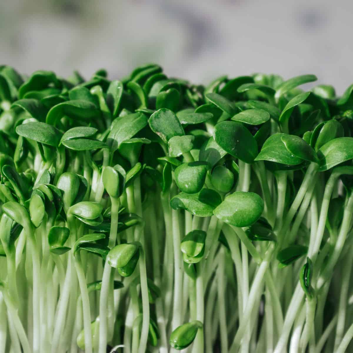 A close up of the best green sprouts growing in a pot.