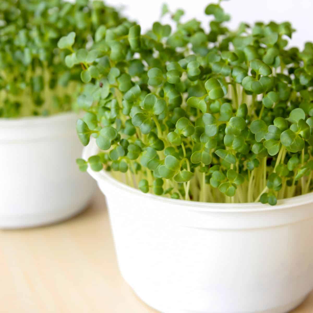 Two white bowls with green sprouts, best sprouts to eat raw.