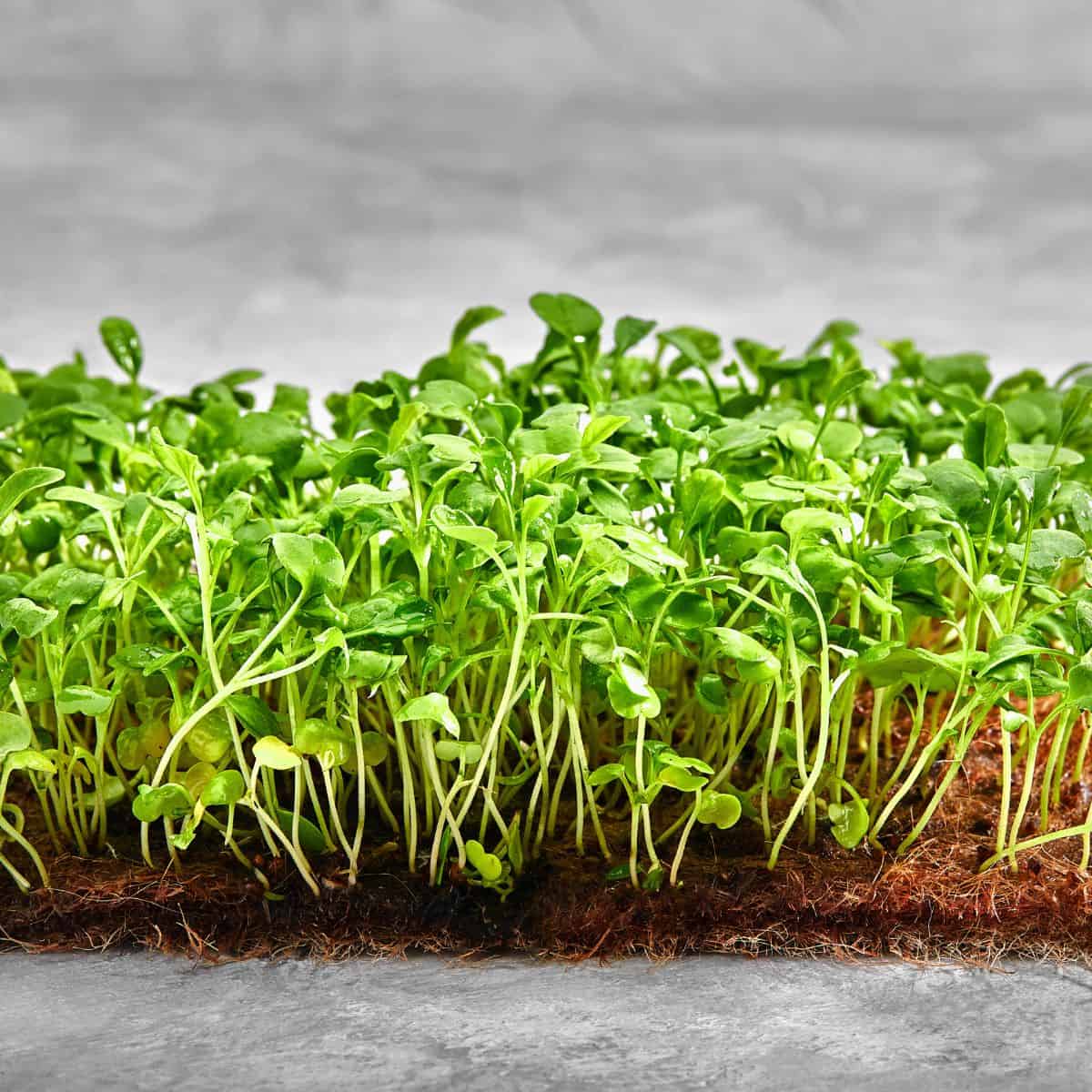 The best bed of green sprouts on a grey background.