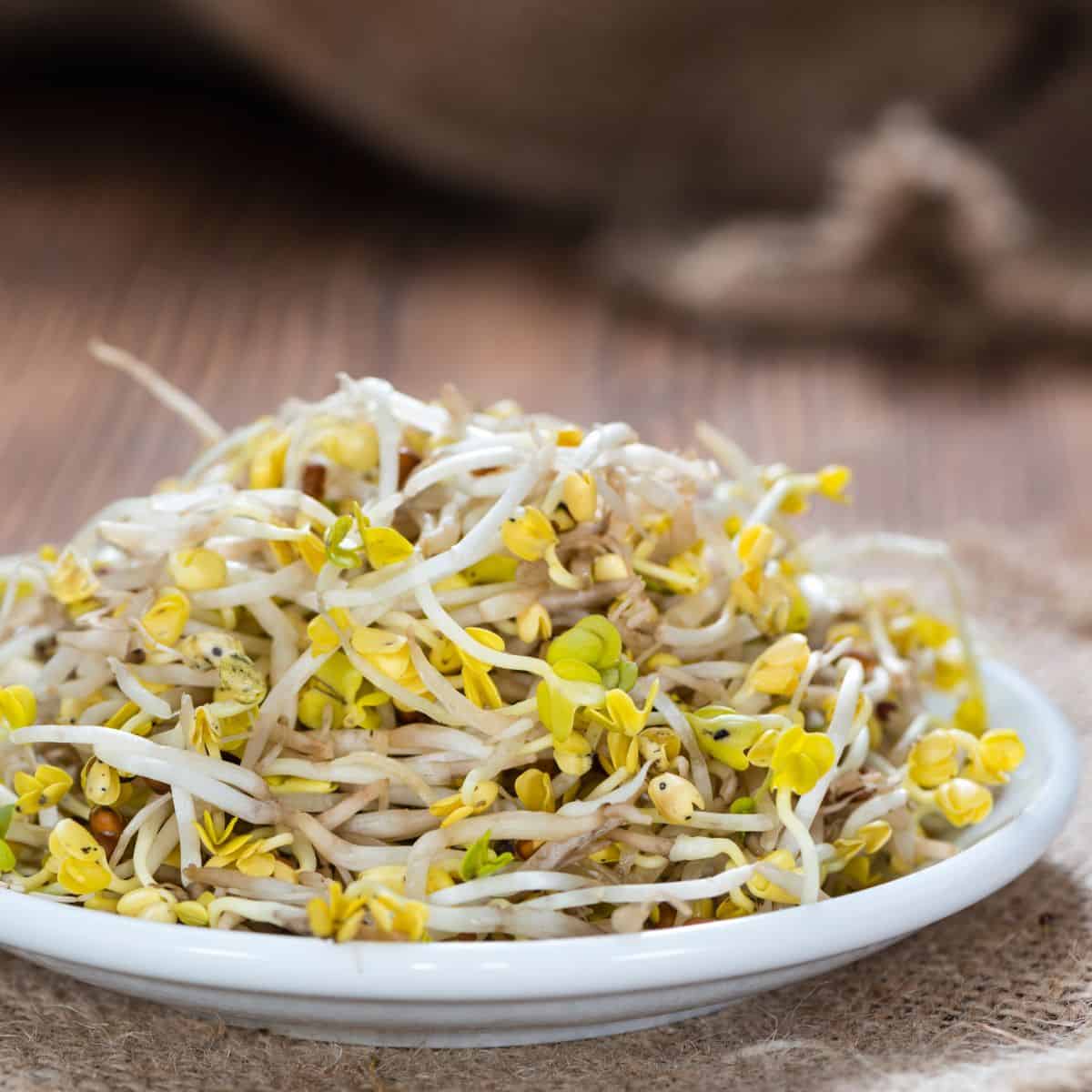 The best sprouts to grow, neatly arranged in a bowl on a rustic wooden table.