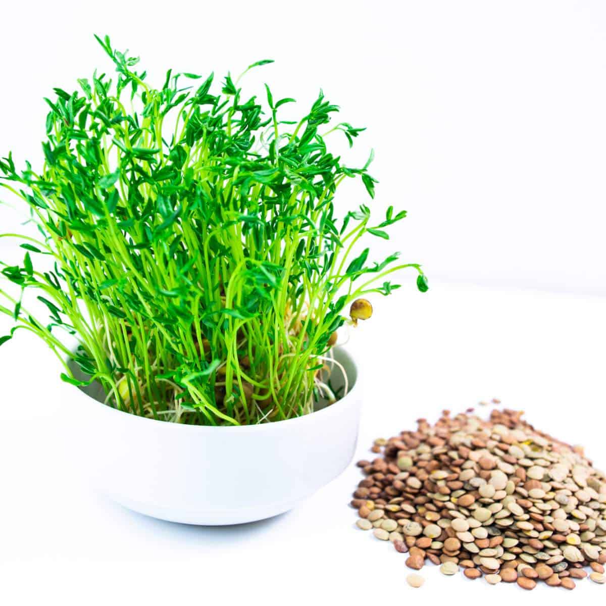 A bowl of lentil microgreens, sprouted from seeds.