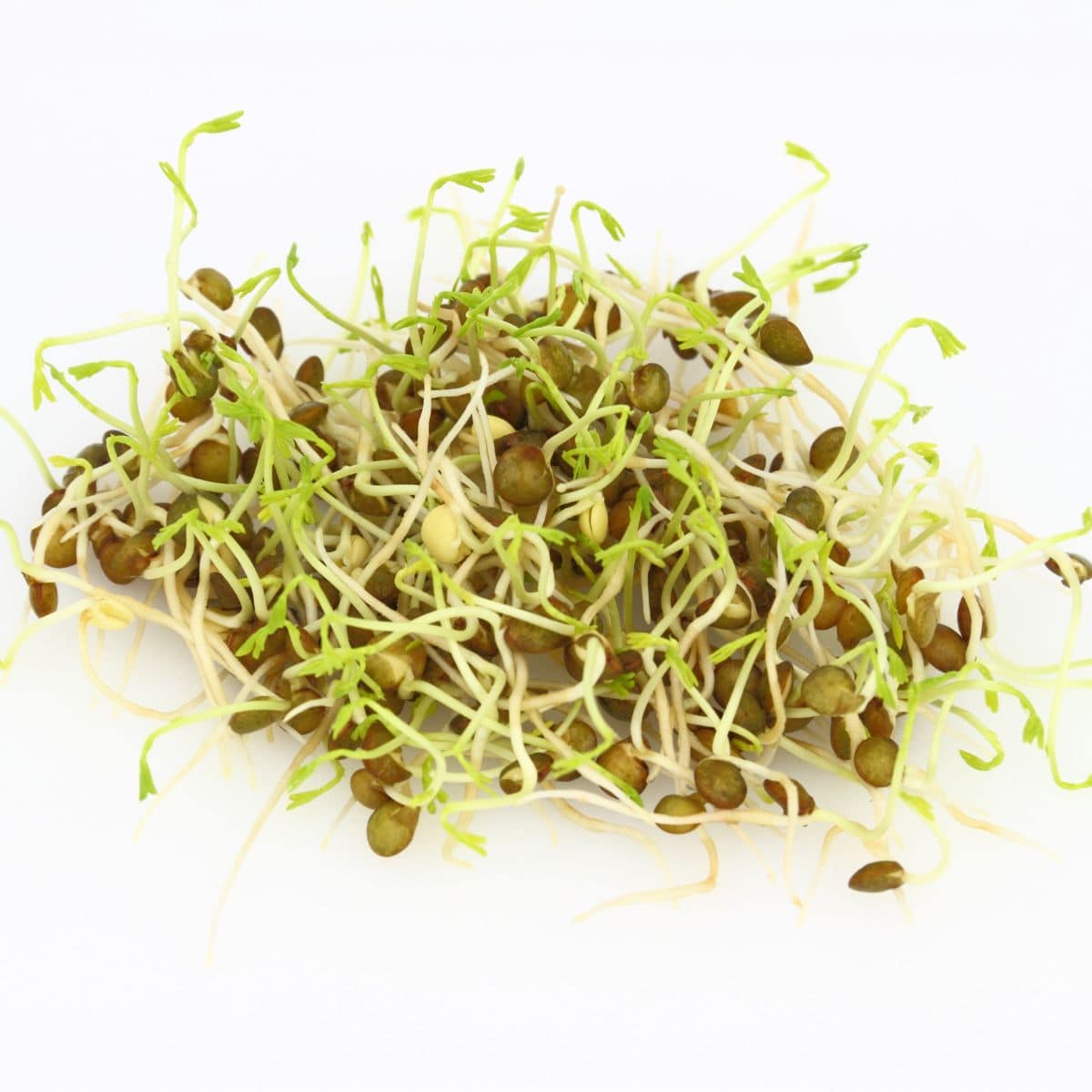 The best sprouts to grow, piled on a white background.