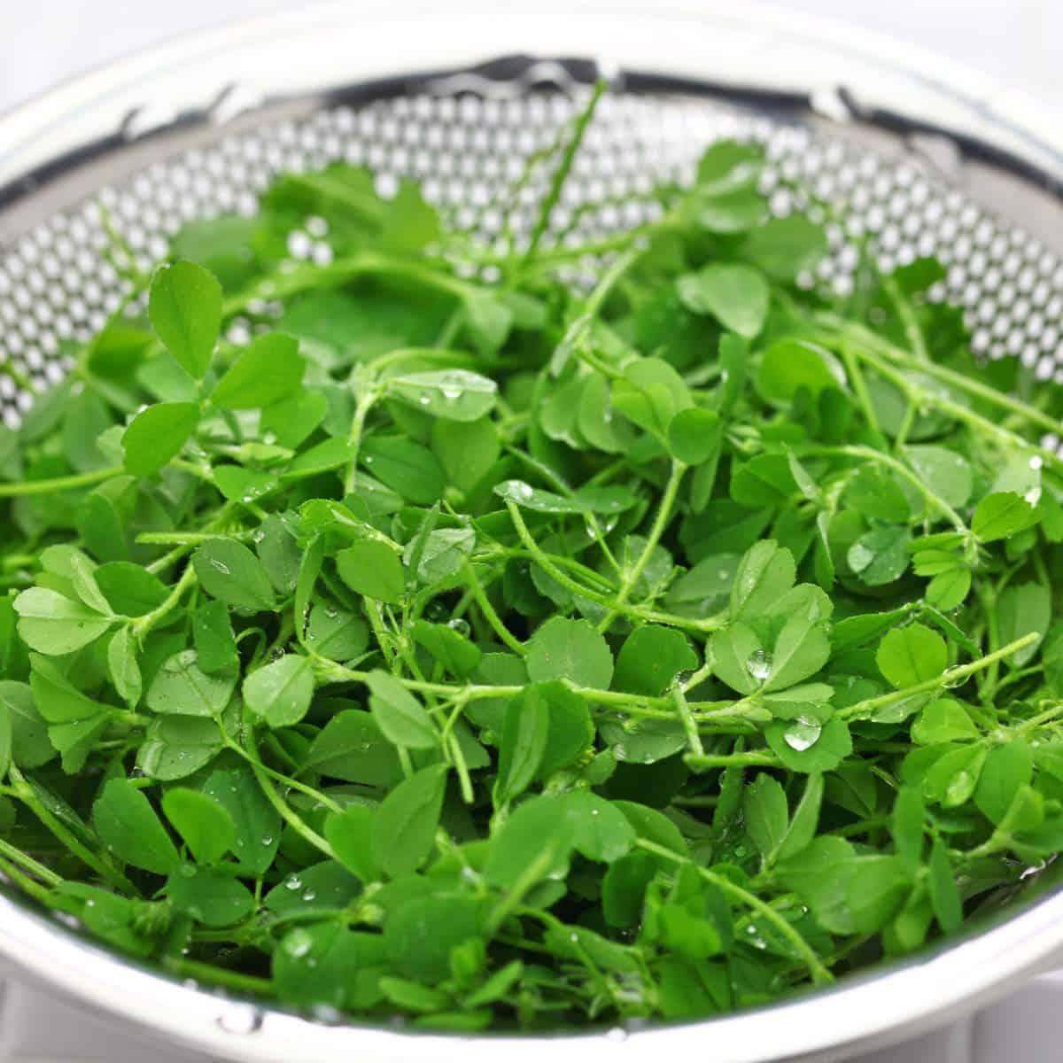 Washing pea shoots.