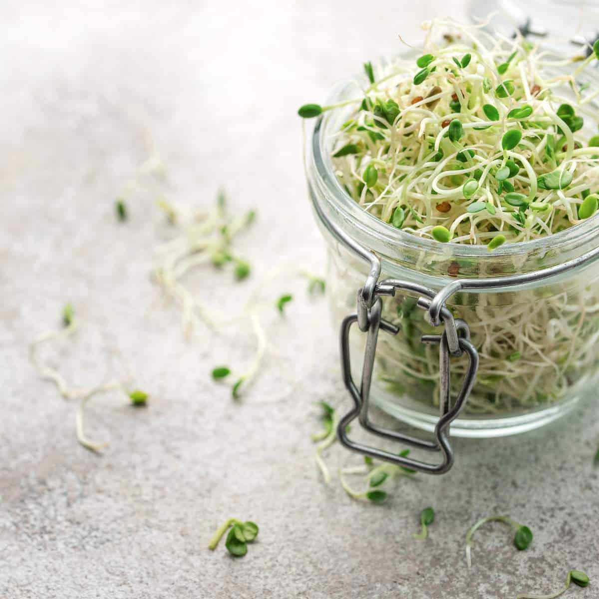 A glass jar with sprouts in it, demonstrating how to wash microgreens.