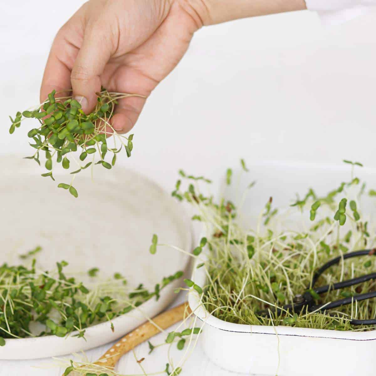 A person is washing microgreens and placing them in a bowl.