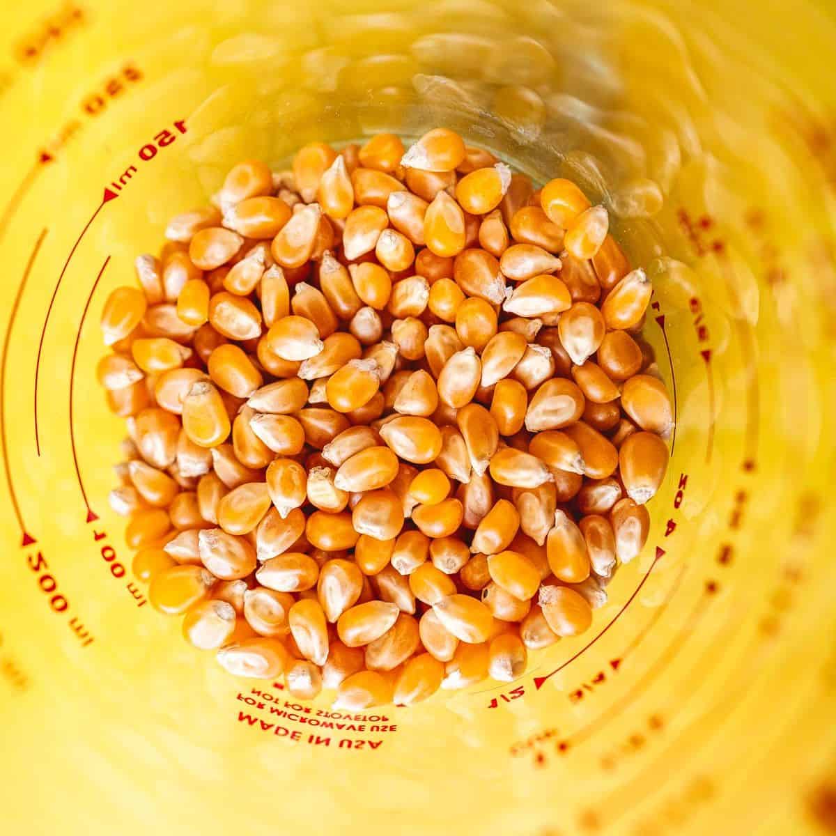 Corn sprouts in a measuring cup.