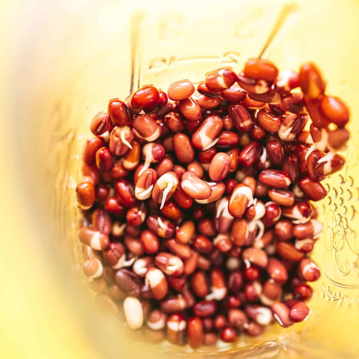 A close up of adzuki beans in a measuring cup.