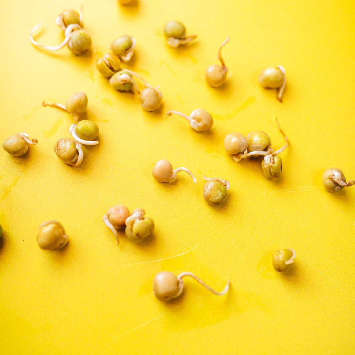 Pea sprouts on a yellow background.