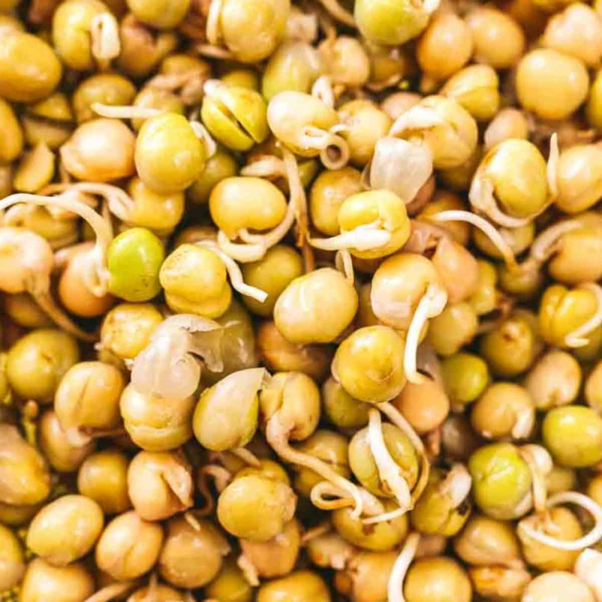 A mound of pea sprouts on a table.