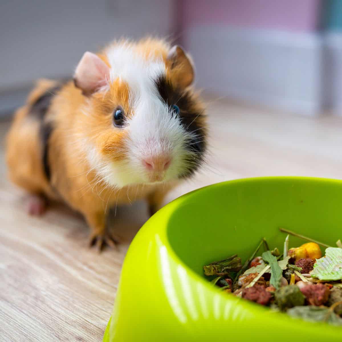 A guinea pig standing excitedly next to a bowl of food.
