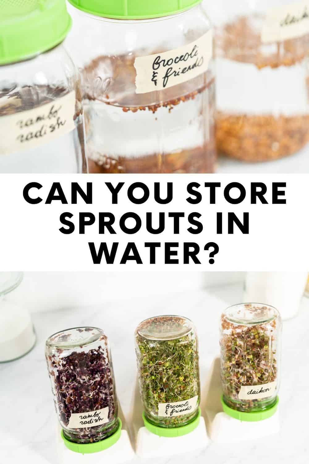 Sprouts: Can they be stored in water?