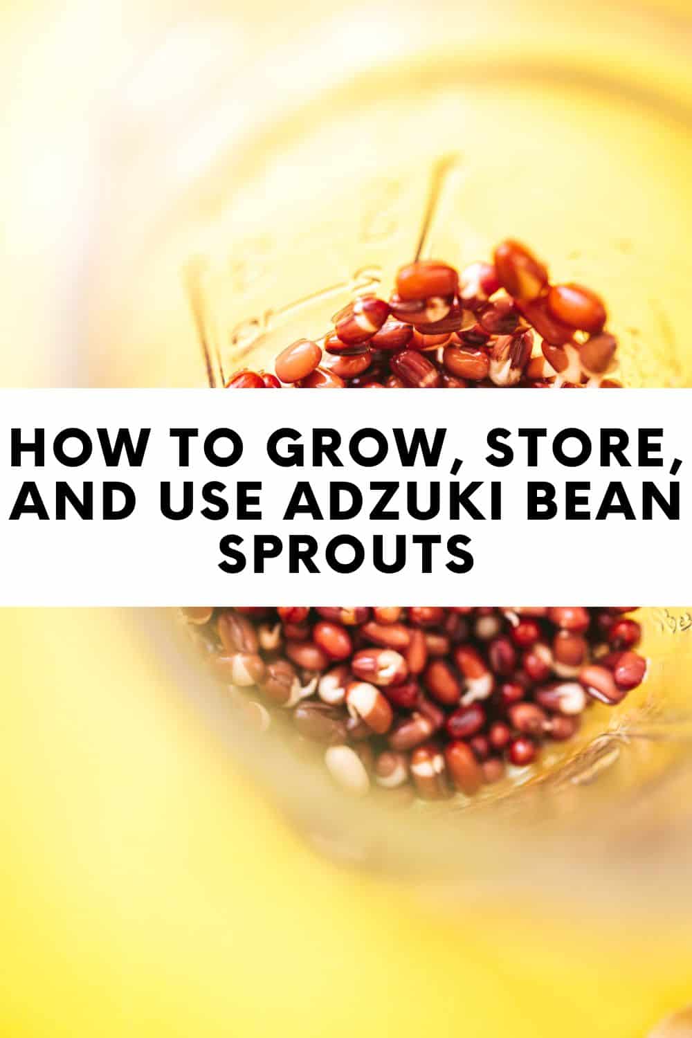 How to grow, store, and use adzuki bean sprouts.