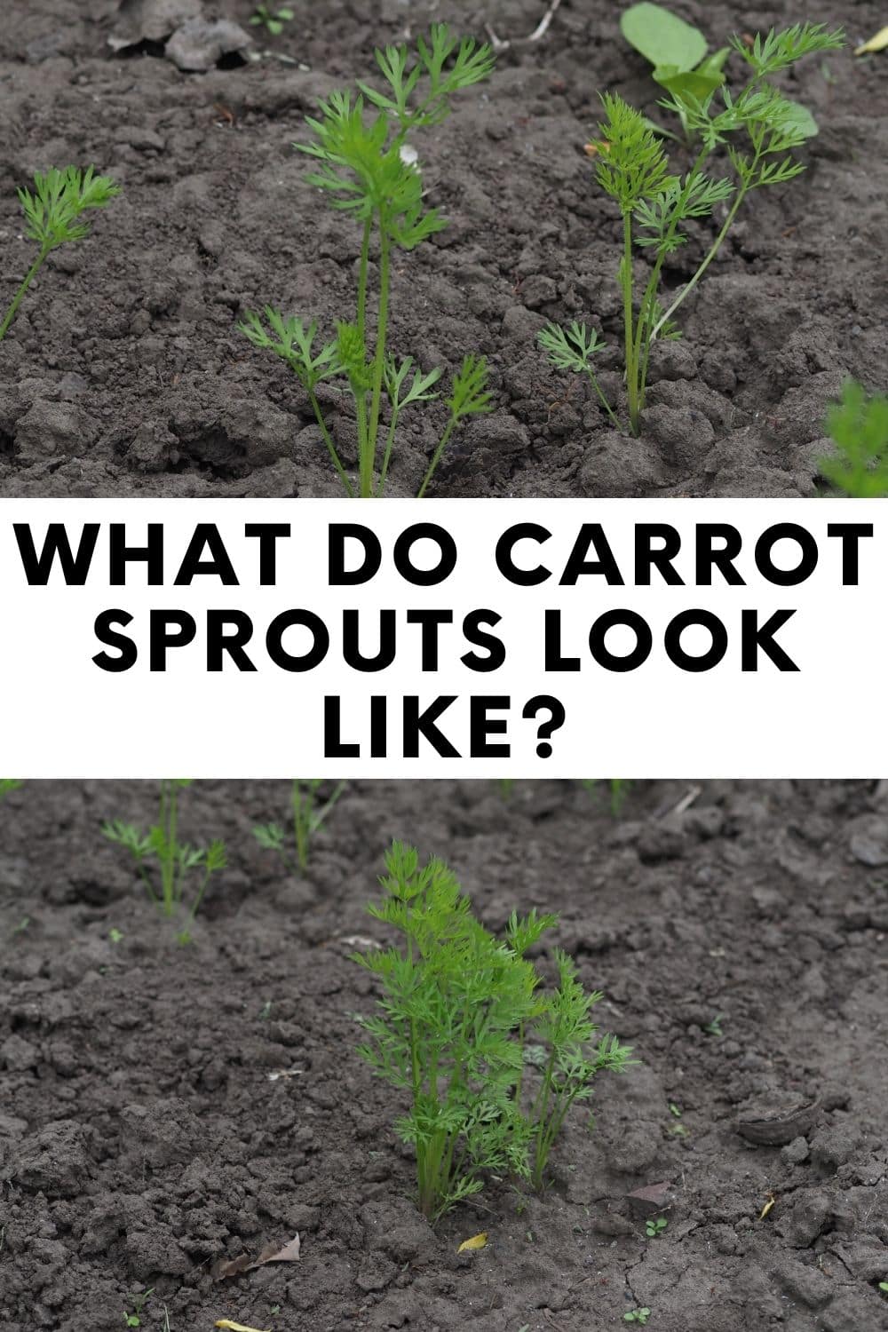 Have you ever wondered what carrot sprouts look like?