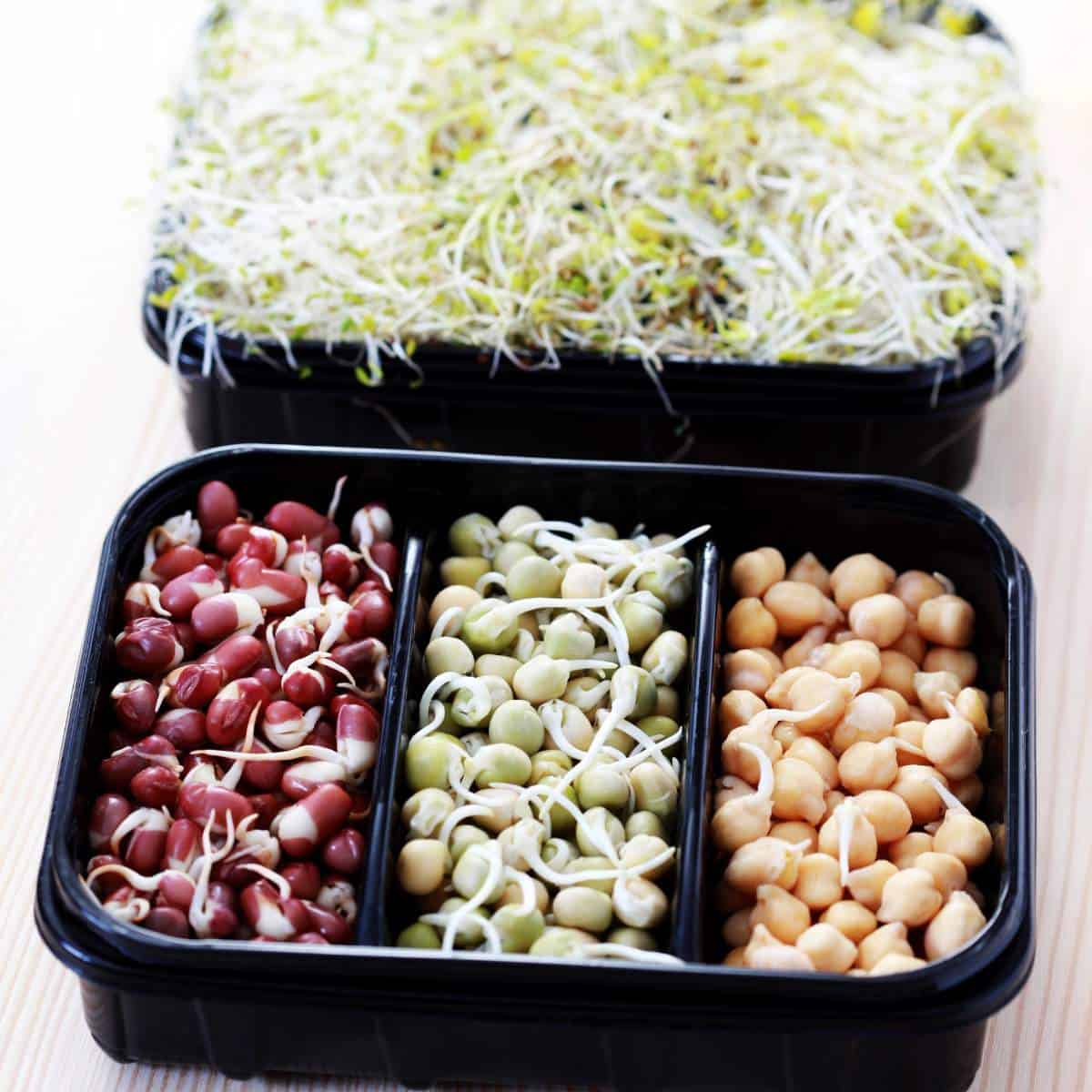 A tray of sprouted beans and peas stored on a wooden table.
