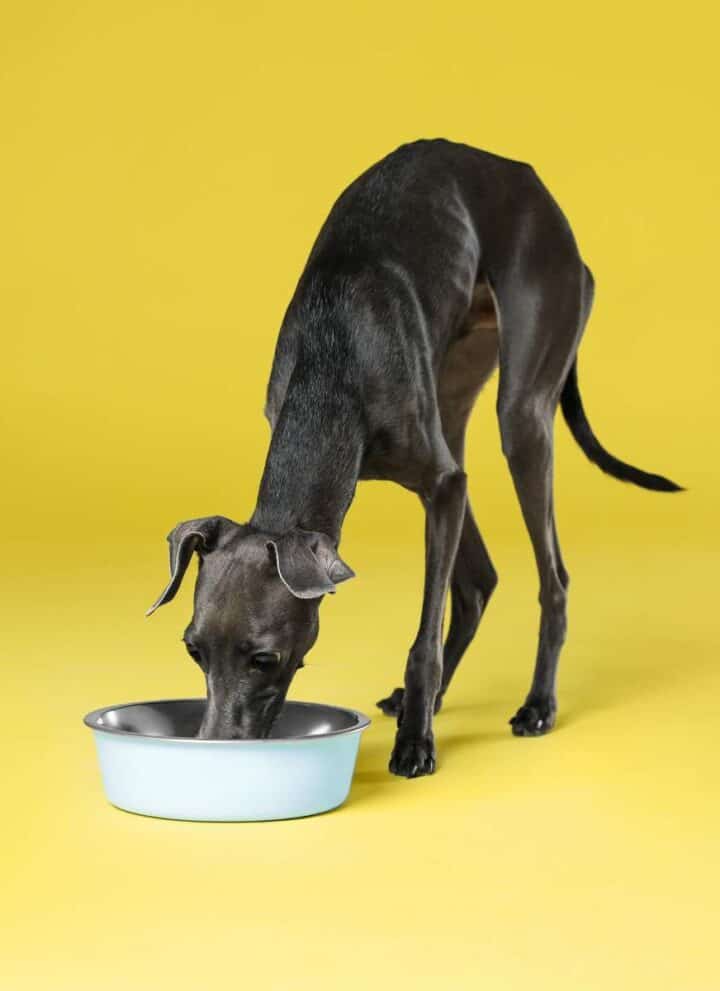 A black dog drinking from a blue bowl on a yellow background.