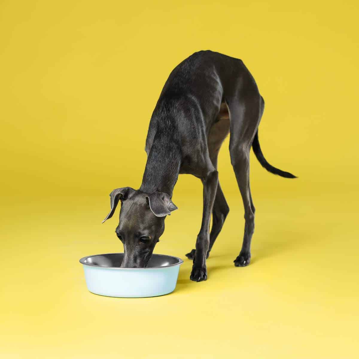 Can Dogs Eat Sprouts Understanding Safe Options for Your Pet