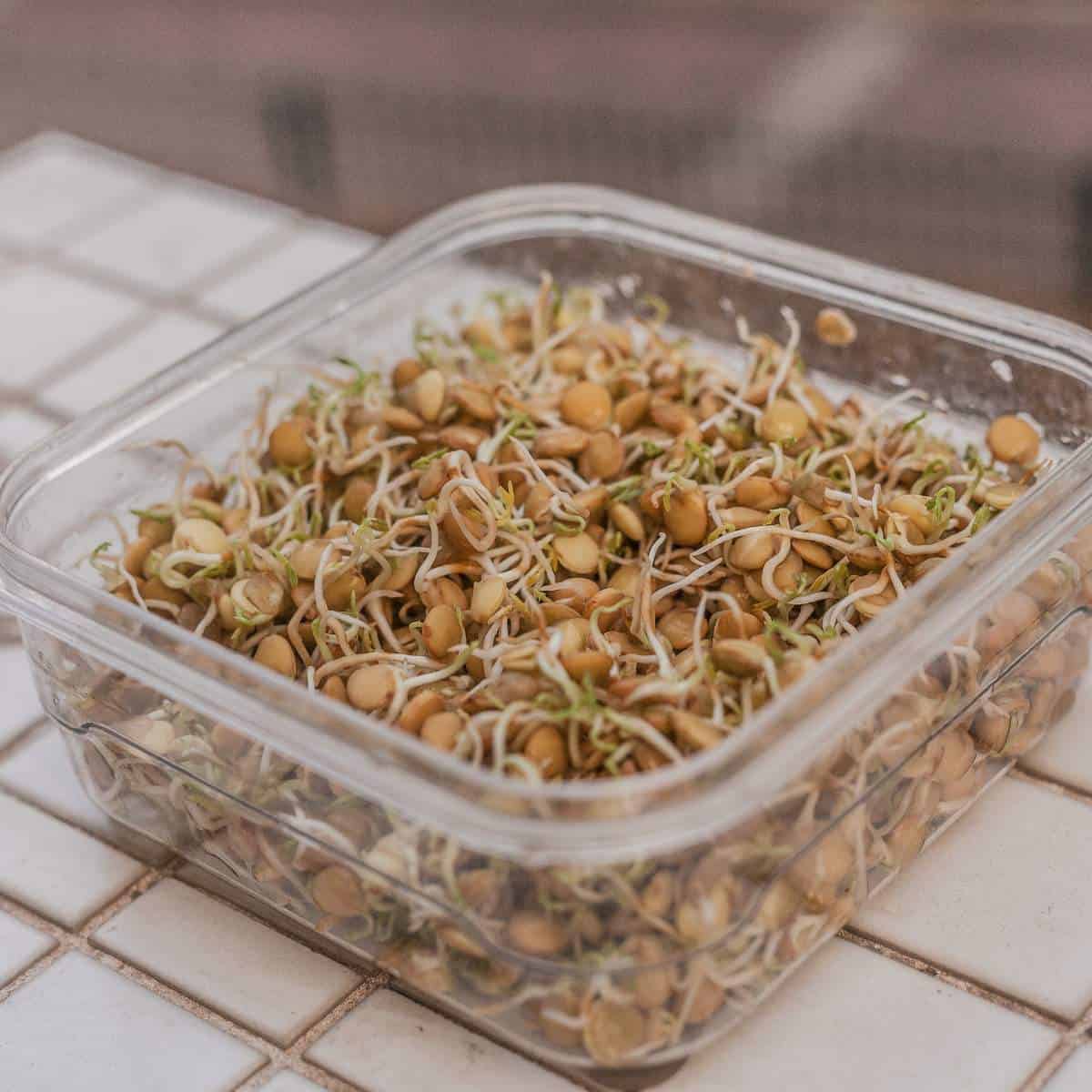 Frozen sprouts in a clear container on a tiled floor.