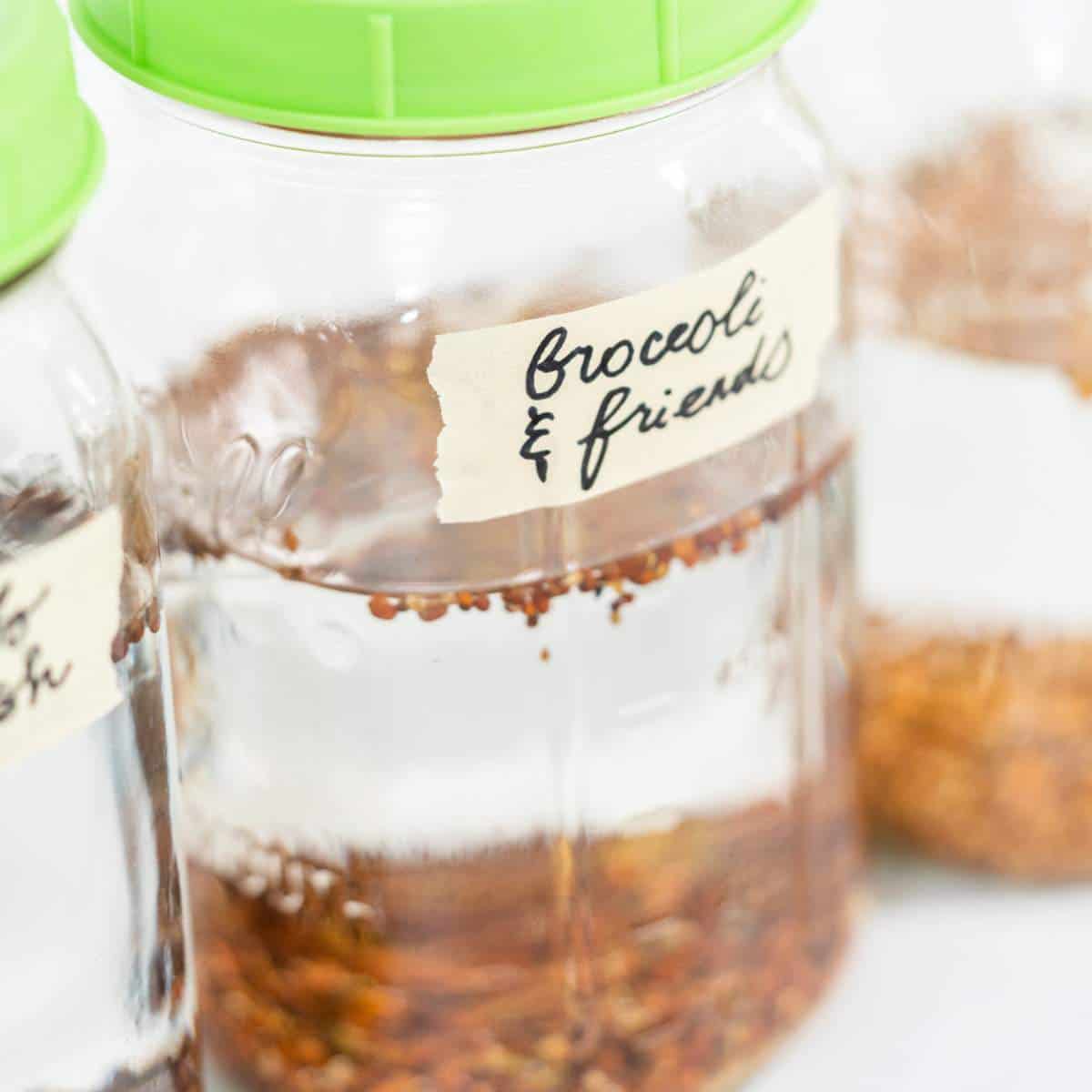 A group of jars with brown liquid and green caps are ideal for storing sprouts in water.