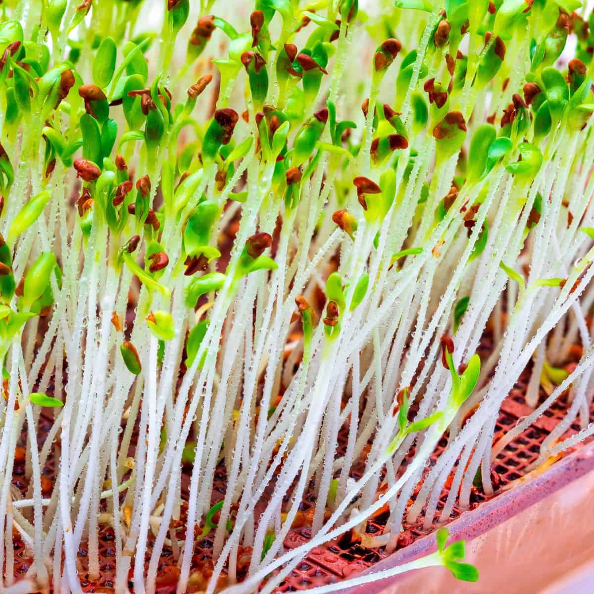 A close up of dangerous sprouts.