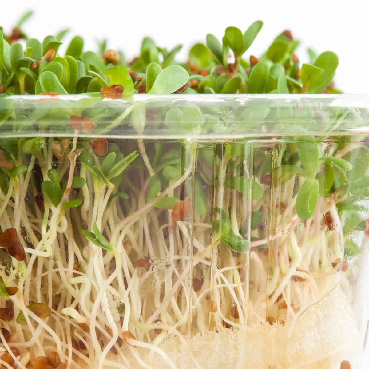 A close up of alfalfa sprouts in a container.