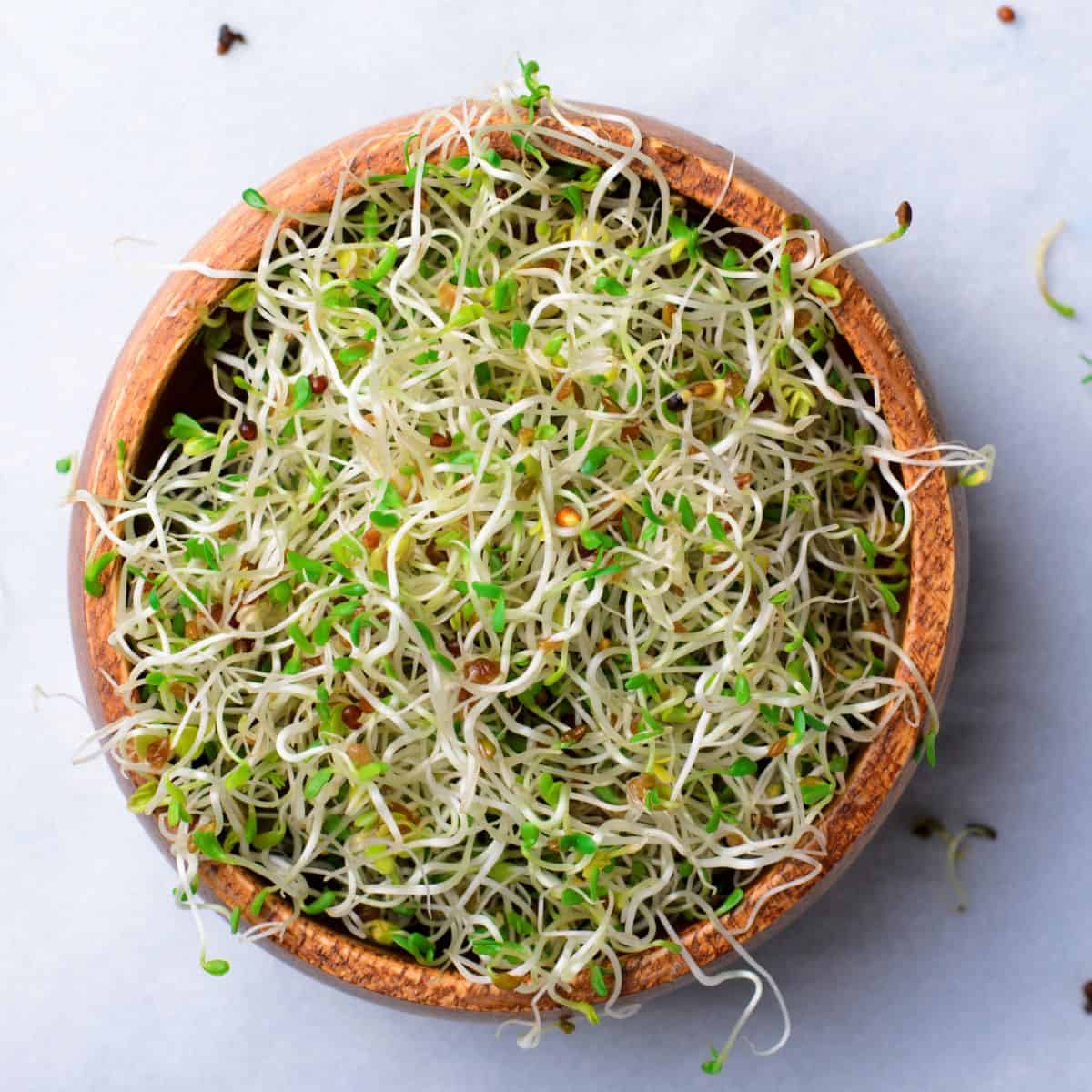 Alfalfa sprouts in a wooden bowl on a white background.