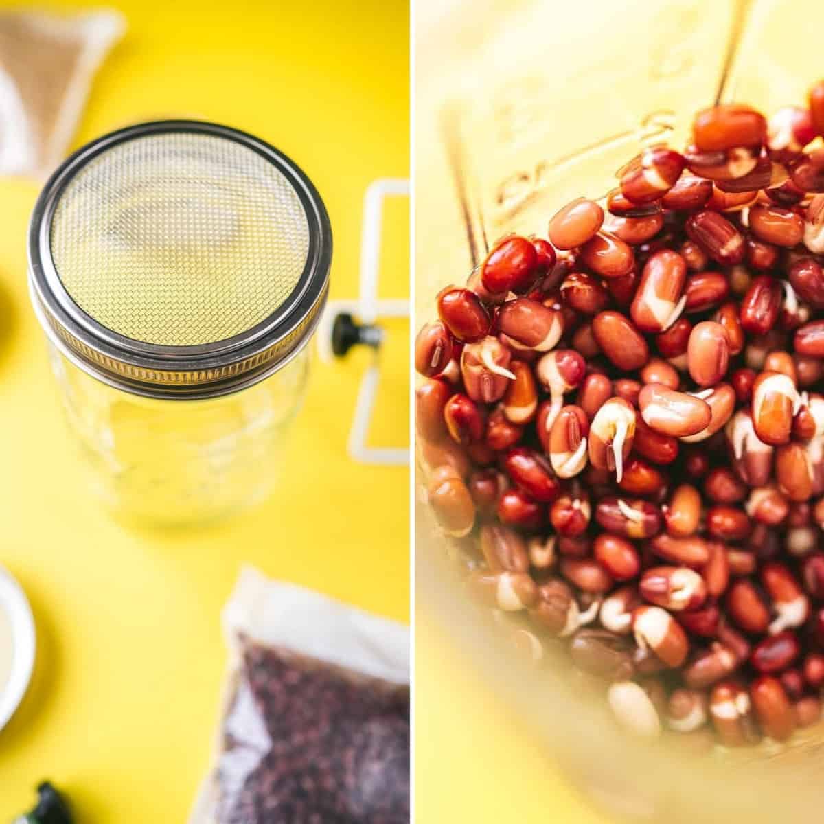 A glass jar with a metal mesh lid, functioning as efficient bean sprouting equipment, holds lively sprouting beans. It sits beautifully on a bright yellow surface, capturing attention with its simplicity and functionality.