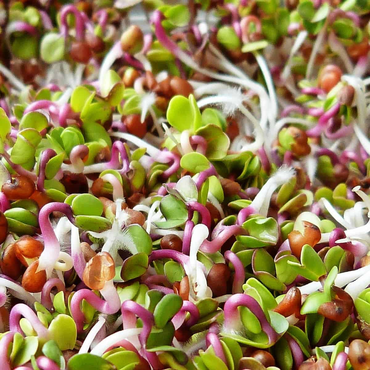 A close-up of various colorful sprouts, including green leaves and pink stems, densely packed together.