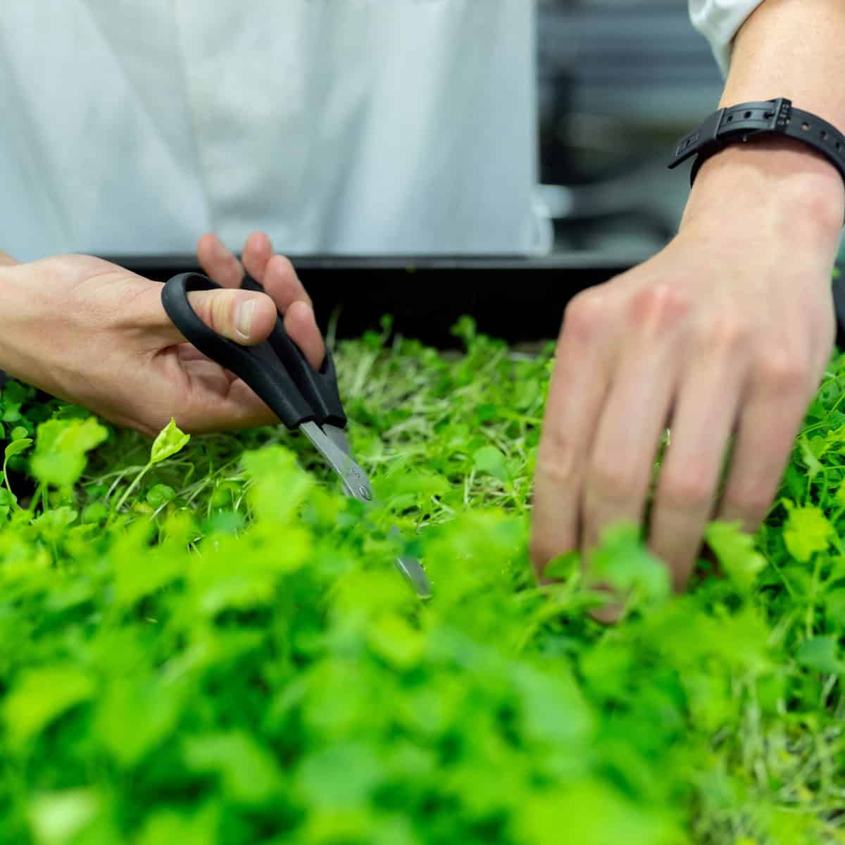 Person in a white coat uses scissors to trim green seedlings in a garden tray.